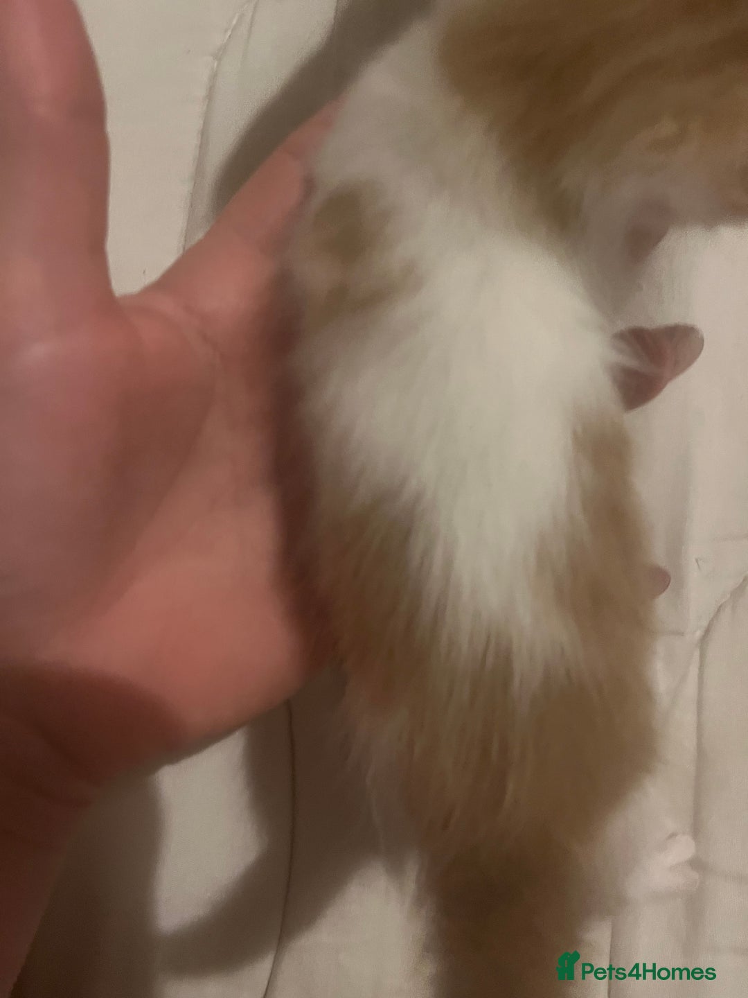 Mixed Breed cats for sale: Ginger tabby cats - Advert 13