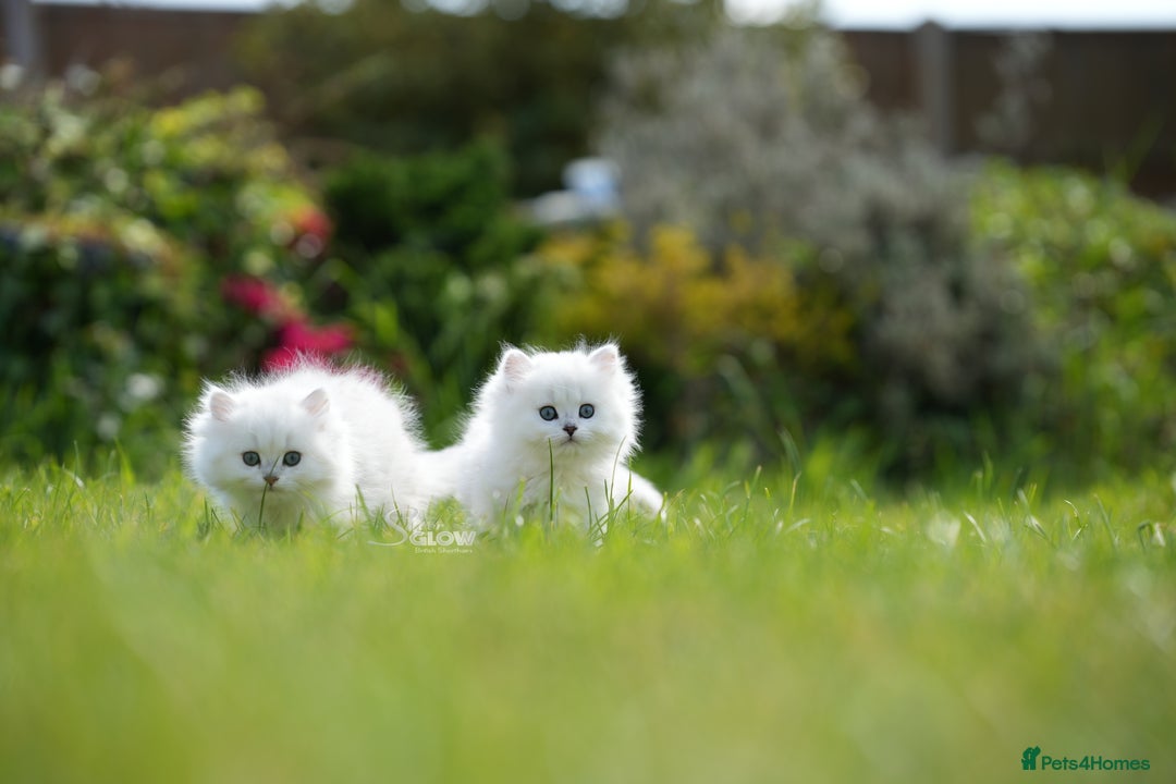 British Shorthair cats for sale: GCCF reg, BSH & BLH kittens in Coventry - Image 9