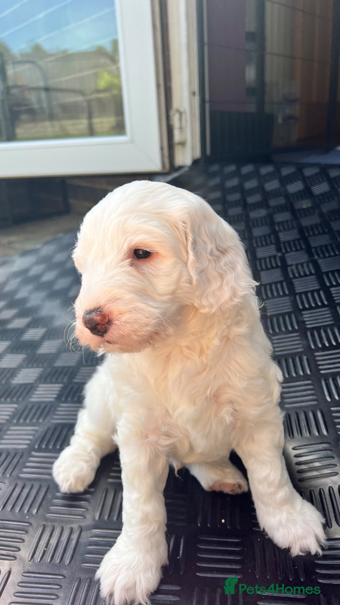Mixed Breed dogs for sale: Australian Labradoodle Puppies For Sale - Advert 6