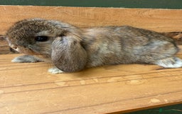 Mini Lop rabbits for sale: MINI LOP BUNNIES PEDIGREE  - Image 27