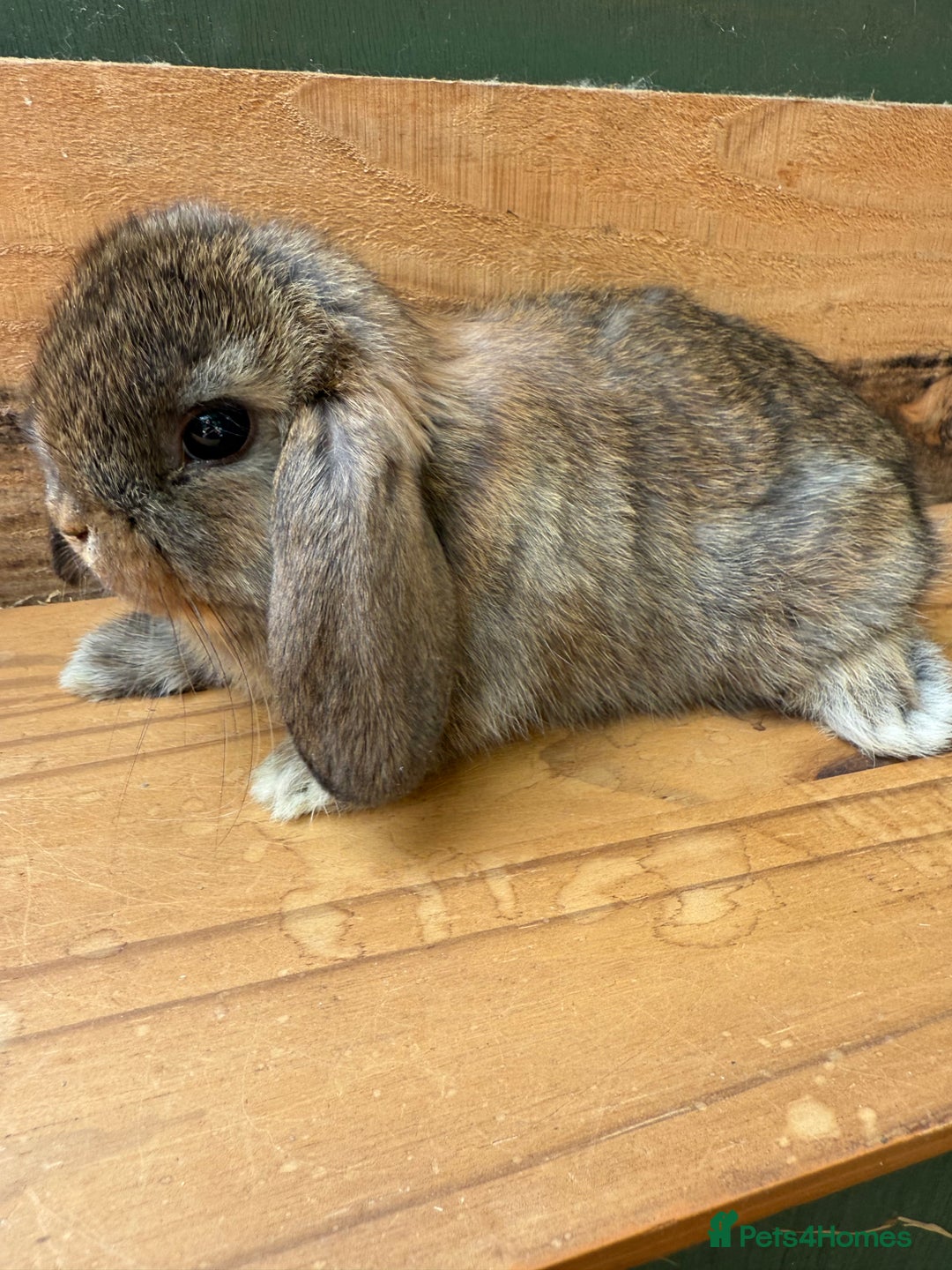 Mini Lop rabbits for sale: MINI LOP BUNNIES PEDIGREE  - Image 27