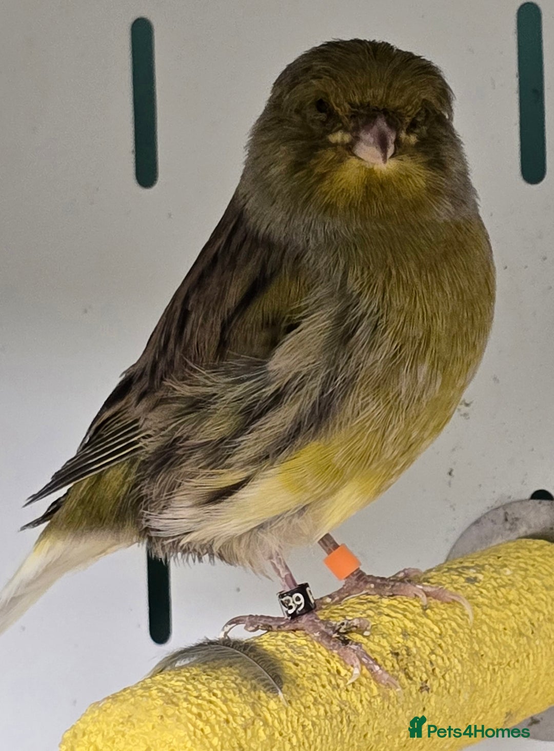 Canaries birds for sale: Gorgeous cute canaries available now!!! - Advert 7