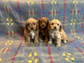 Cavapoo dogs Heath Tested Cavapoo puppies - Advert 13