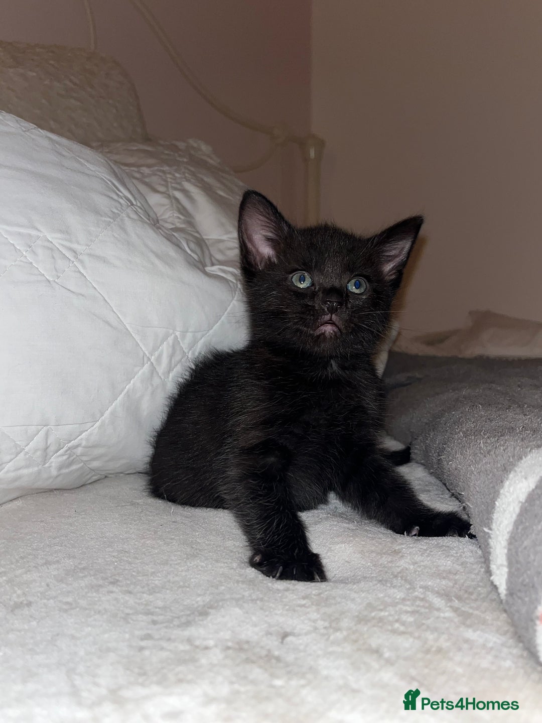 Mixed Breed cats for sale: 3 lovely kittens ready for their new homes 🥰 - Advert 20