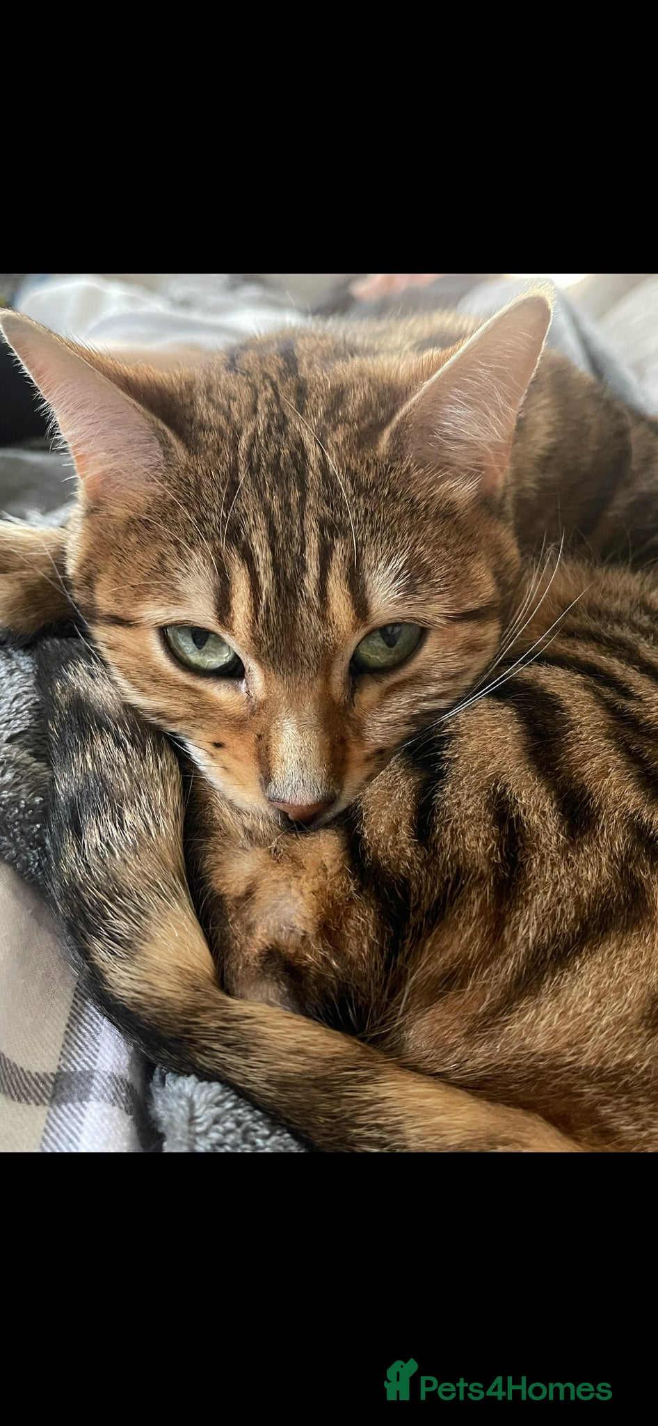 Bengal cats Beautiful bengal girl - Advert 1