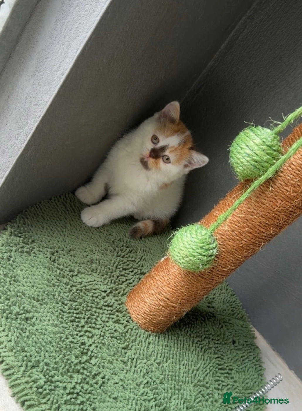 British Shorthair cats 🐾 Beautiful British Shorthair Kittens 🐾 - Advert 1
