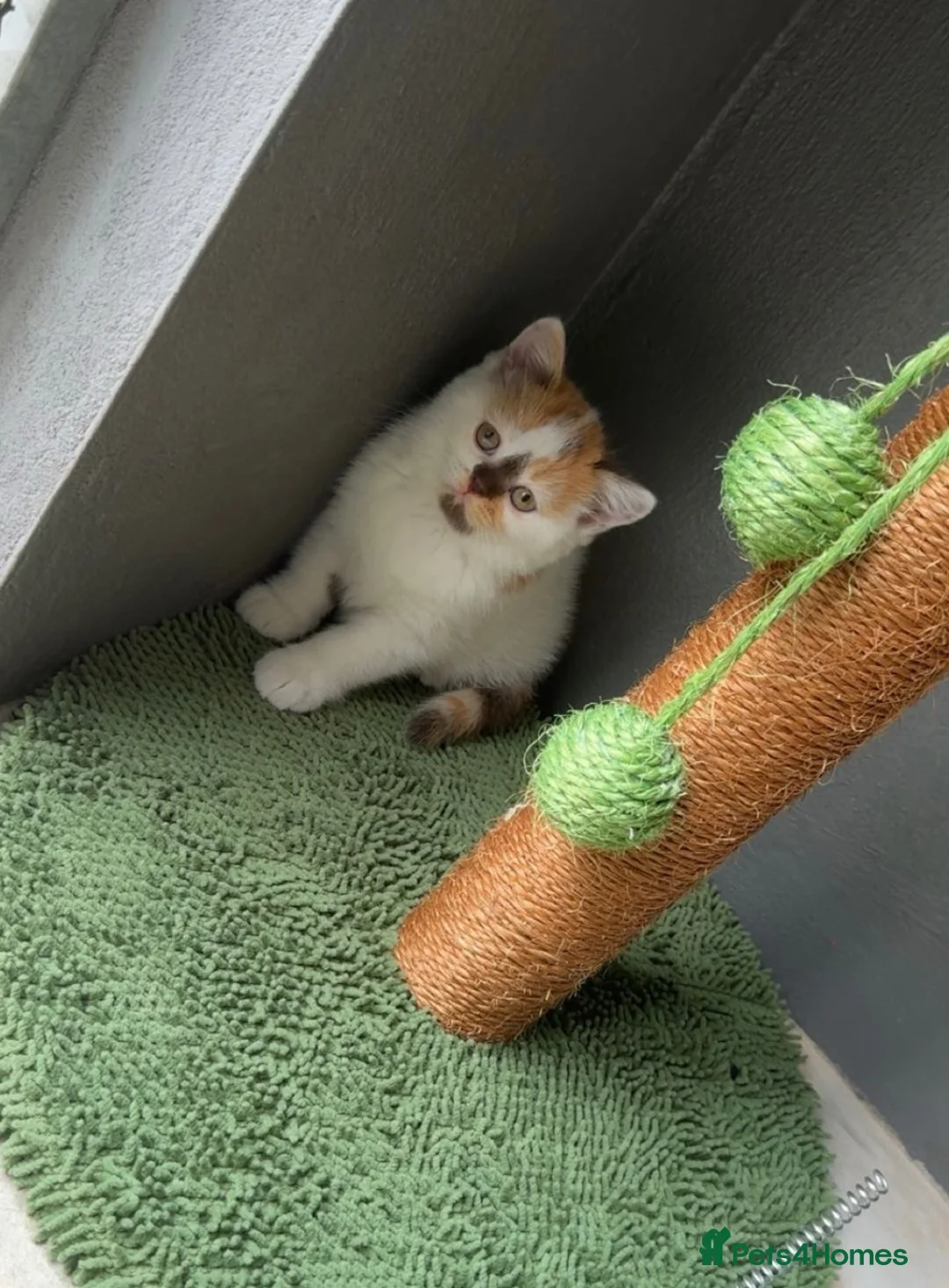 British Shorthair cats for sale: 🐾 Beautiful British Shorthair Kittens 🐾 in Birmingham - Advert 1