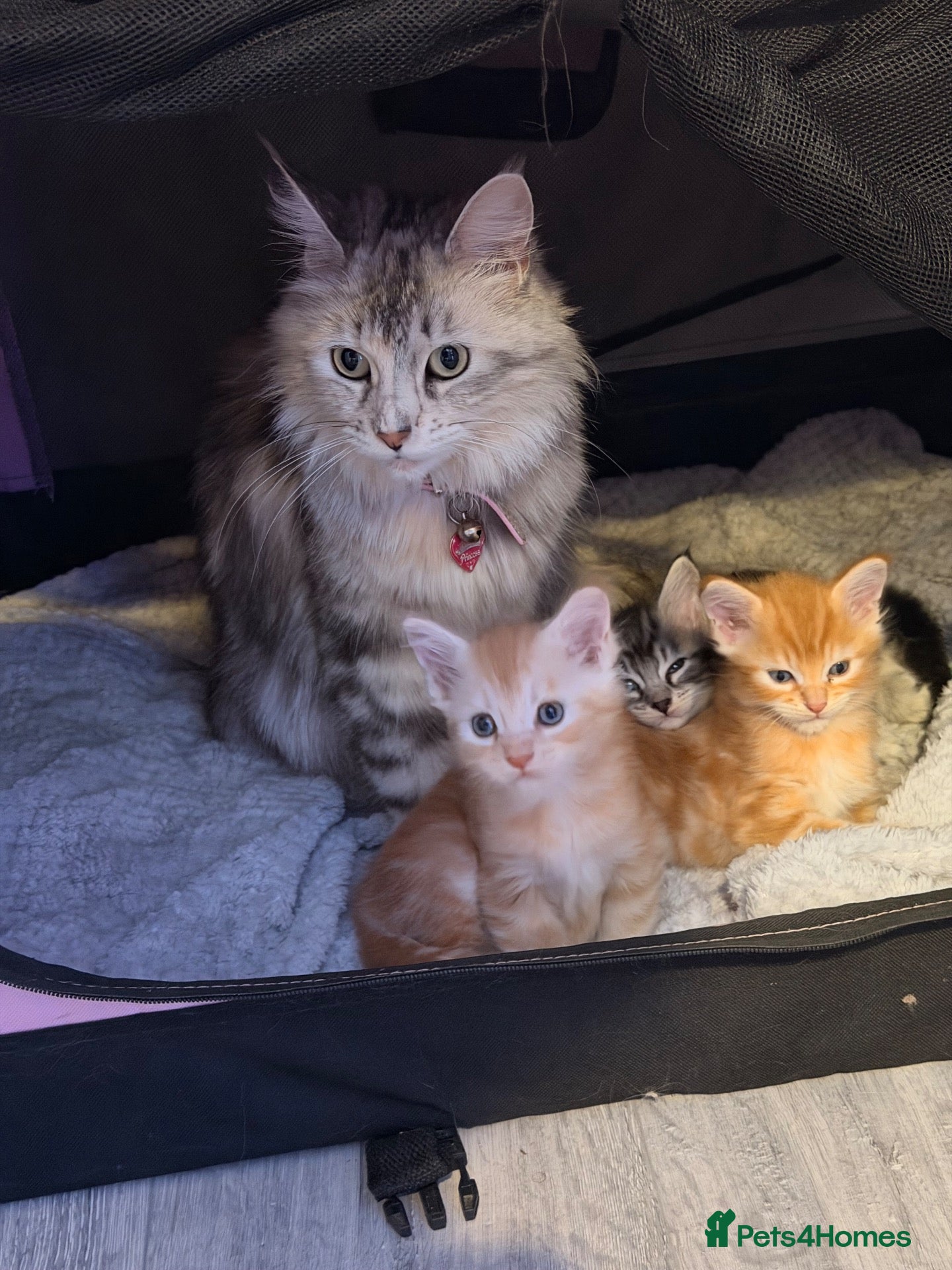 Maine Coon cats 3 x beautiful Mainecoon kittens - Advert 4