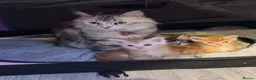 Maine Coon cats for sale: 3 x beautiful Mainecoon kittens in Colchester - Advert 1