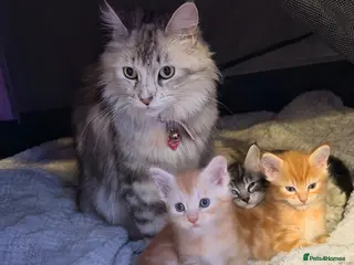 Maine Coon cats 3 x beautiful Mainecoon kittens - Advert 5