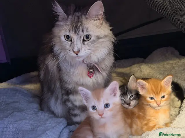 Maine Coon cats 3 x beautiful Mainecoon kittens - Advert 15