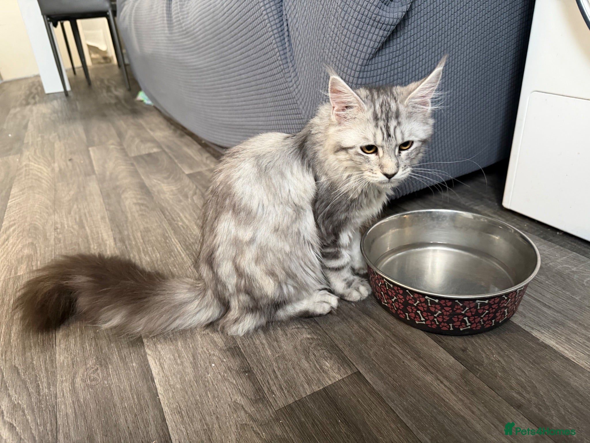 Maine Coon cats Maincoone silver tabby female - Advert 1