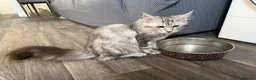 Maine Coon cats for sale: Maincoone silver tabby female - Advert 1