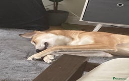 Mixed Breed dogs for sale: Merlin - Image 12