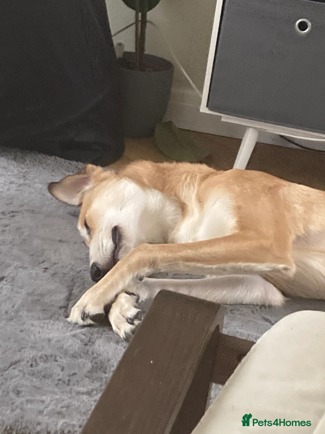 Mixed Breed dogs for sale: Merlin - Advert 12