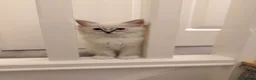 Ragdoll cats for sale: Beautiful Ragdoll Kittens - Advert 20