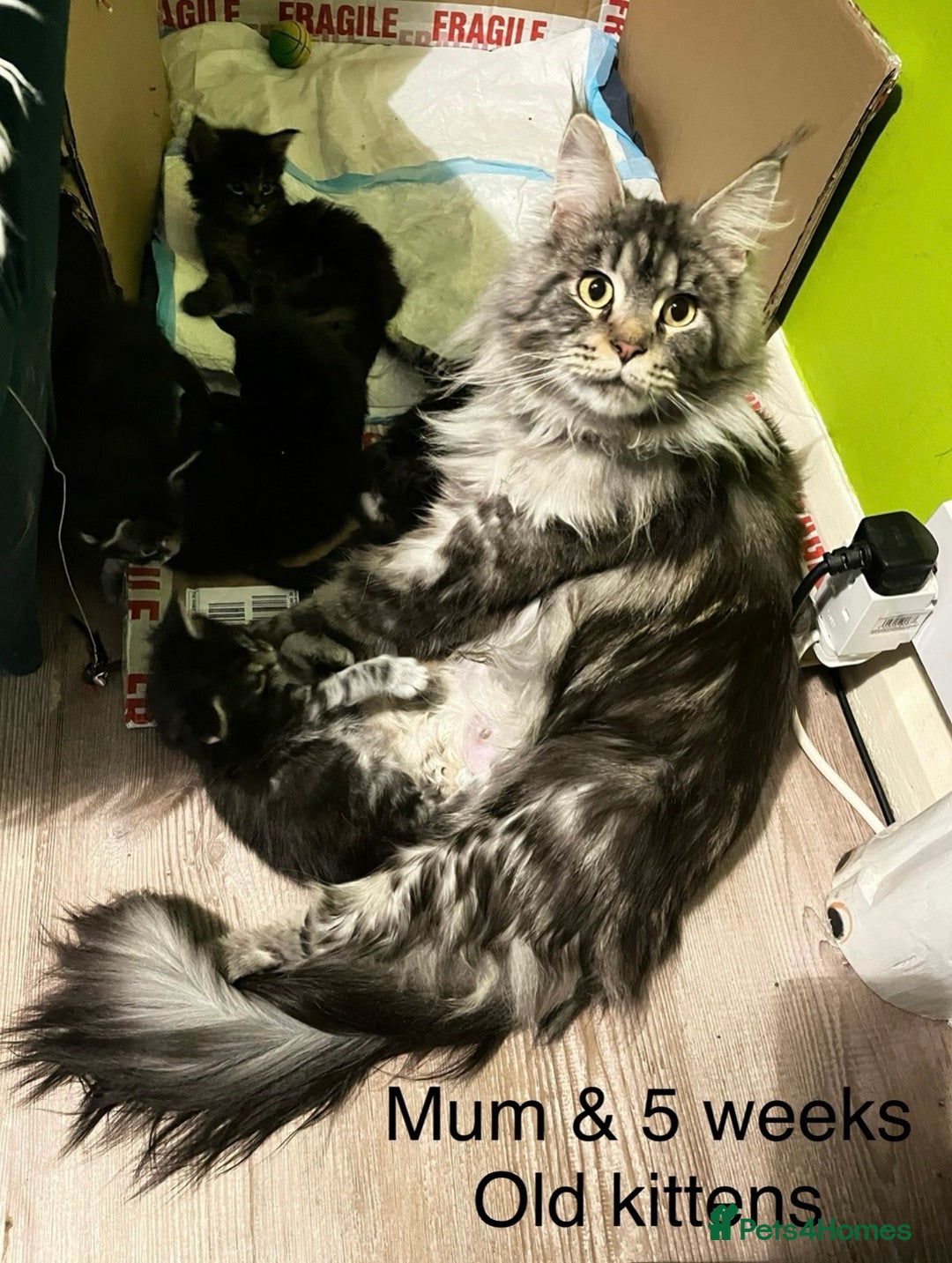Maine Coon cats for sale: Gorgeous Black & Black Smoke kittens TICA parents - Image 10