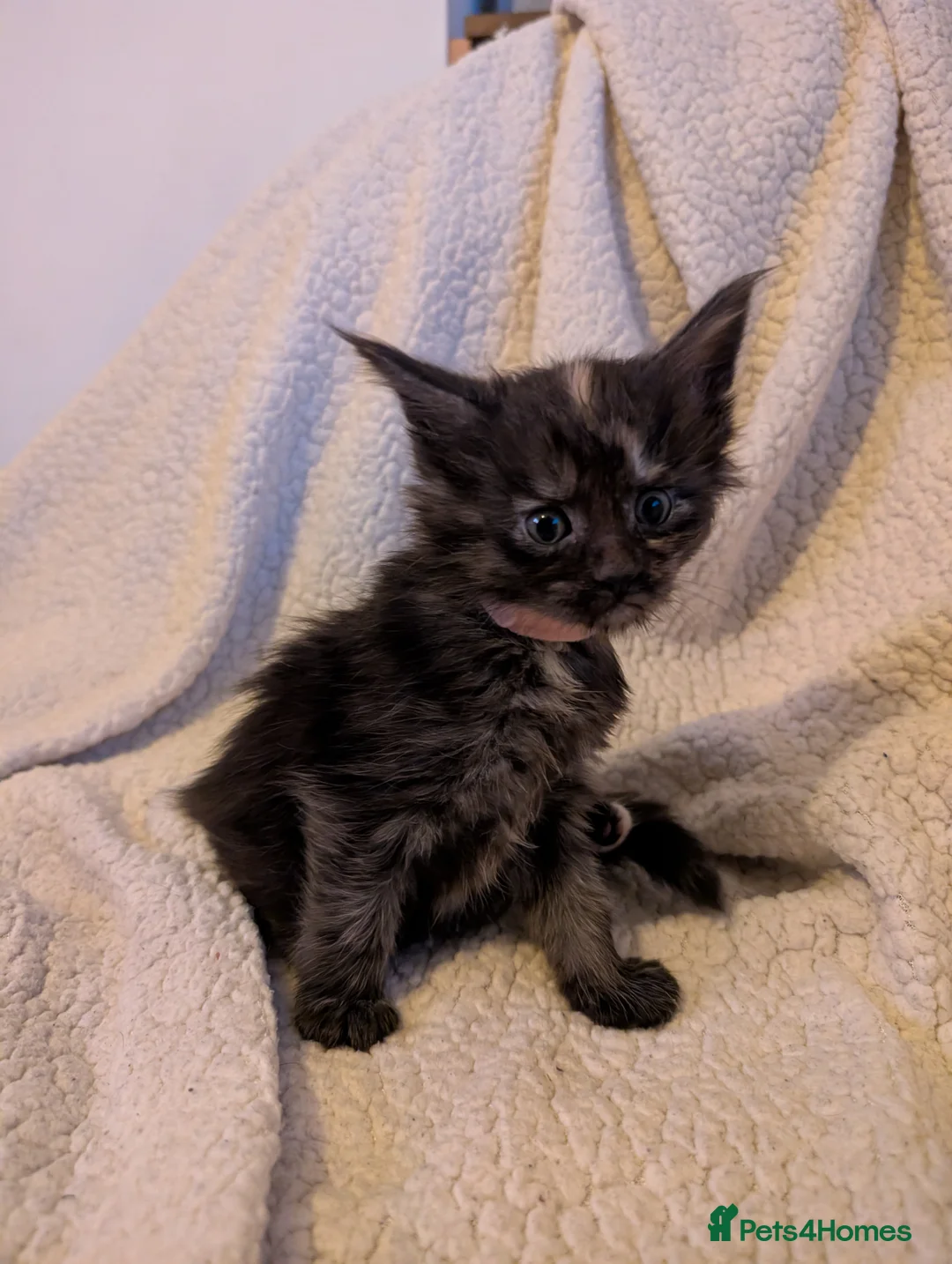 Maine Coon cats for sale: 5 Beautiful Maine Coon kittens  - Advert 3