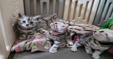 British Shorthair cats - Advert 8