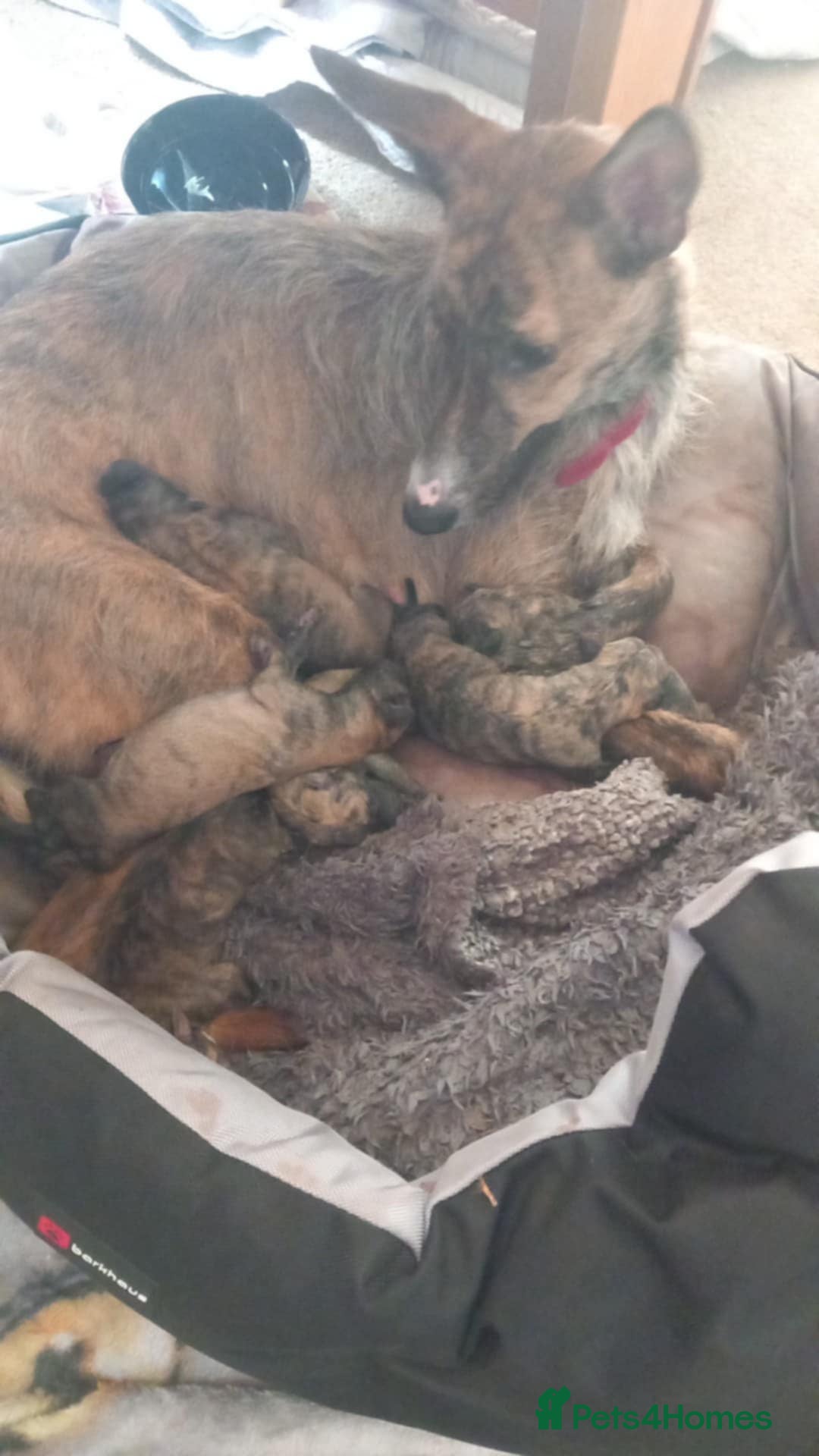 Lurcher dogs For sale lurcher cross puppies  - Advert 8