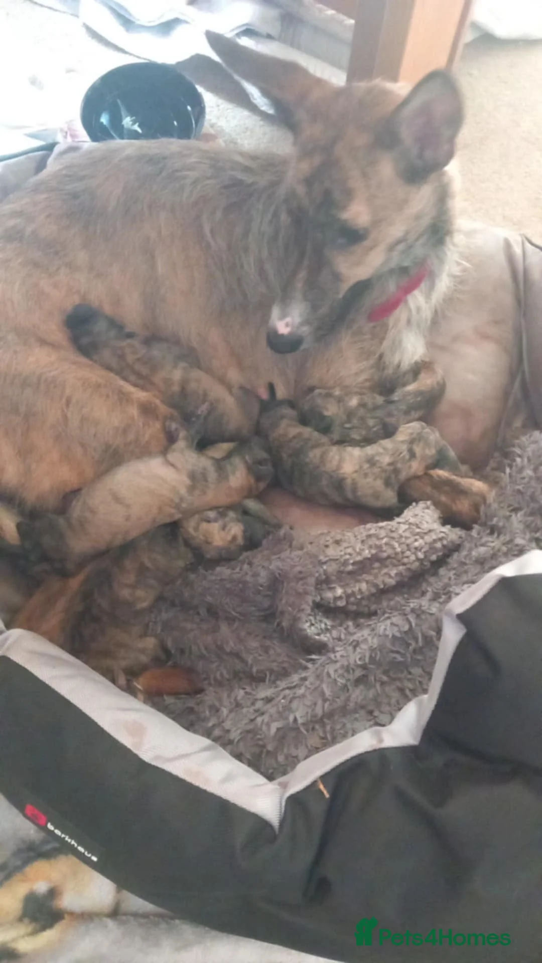 Lurcher dogs for sale: For sale lurcher cross puppies  in Middlesbrough - Advert 1