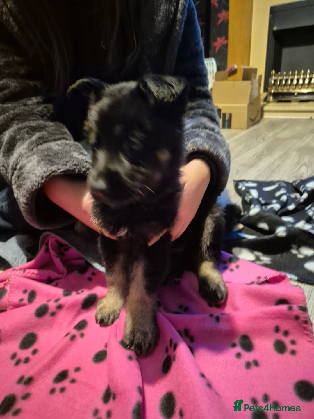 German Shepherd dogs for sale: German shepherd  - Advert 32