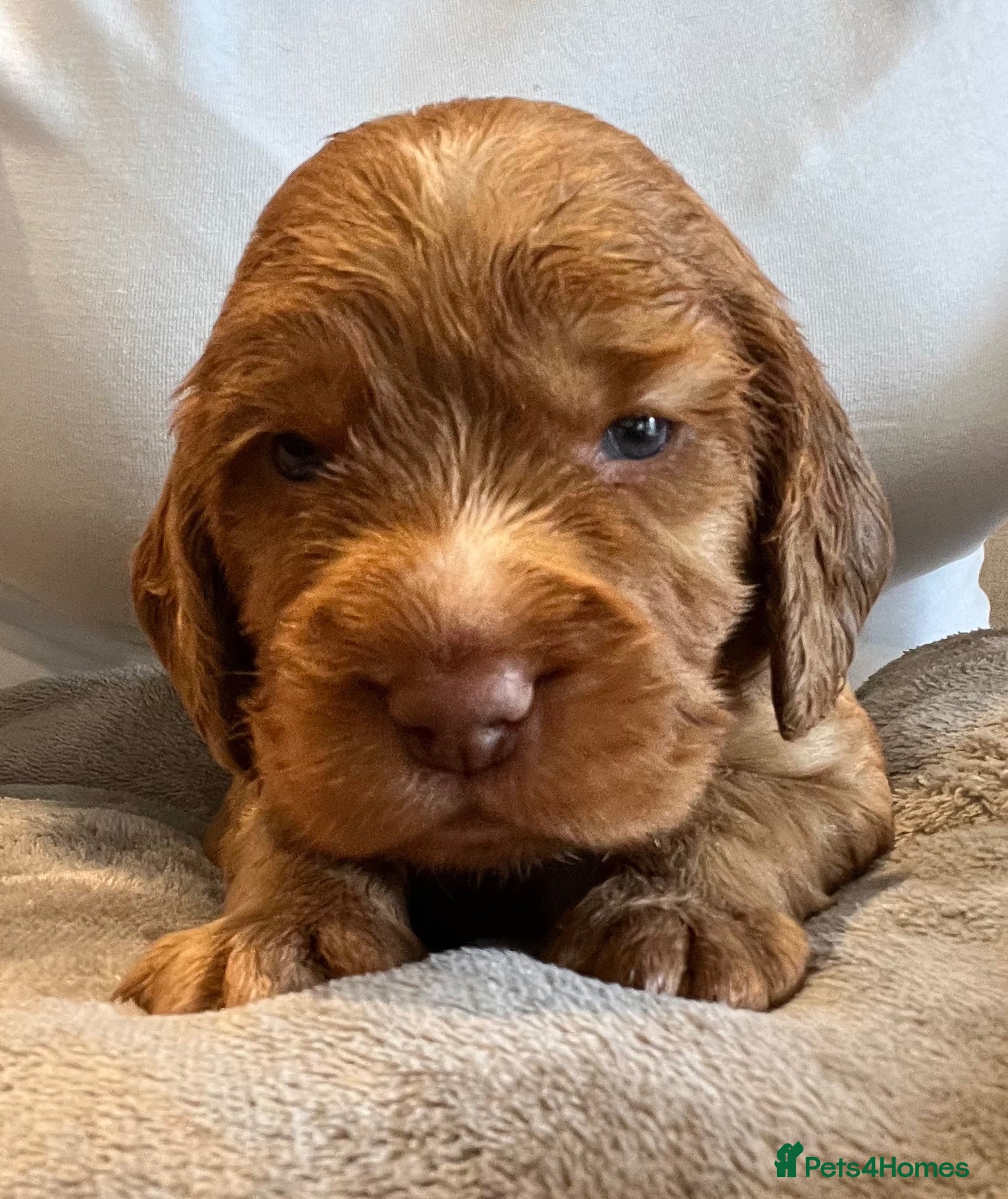Cocker Spaniel dogs Gorgeous PRA/FN clear working cocker puppies  - Advert 2