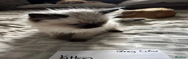 Ragdoll Kitten 1