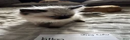 Ragdoll cats for sale: Beautiful Ragdoll kittens - Advert 19