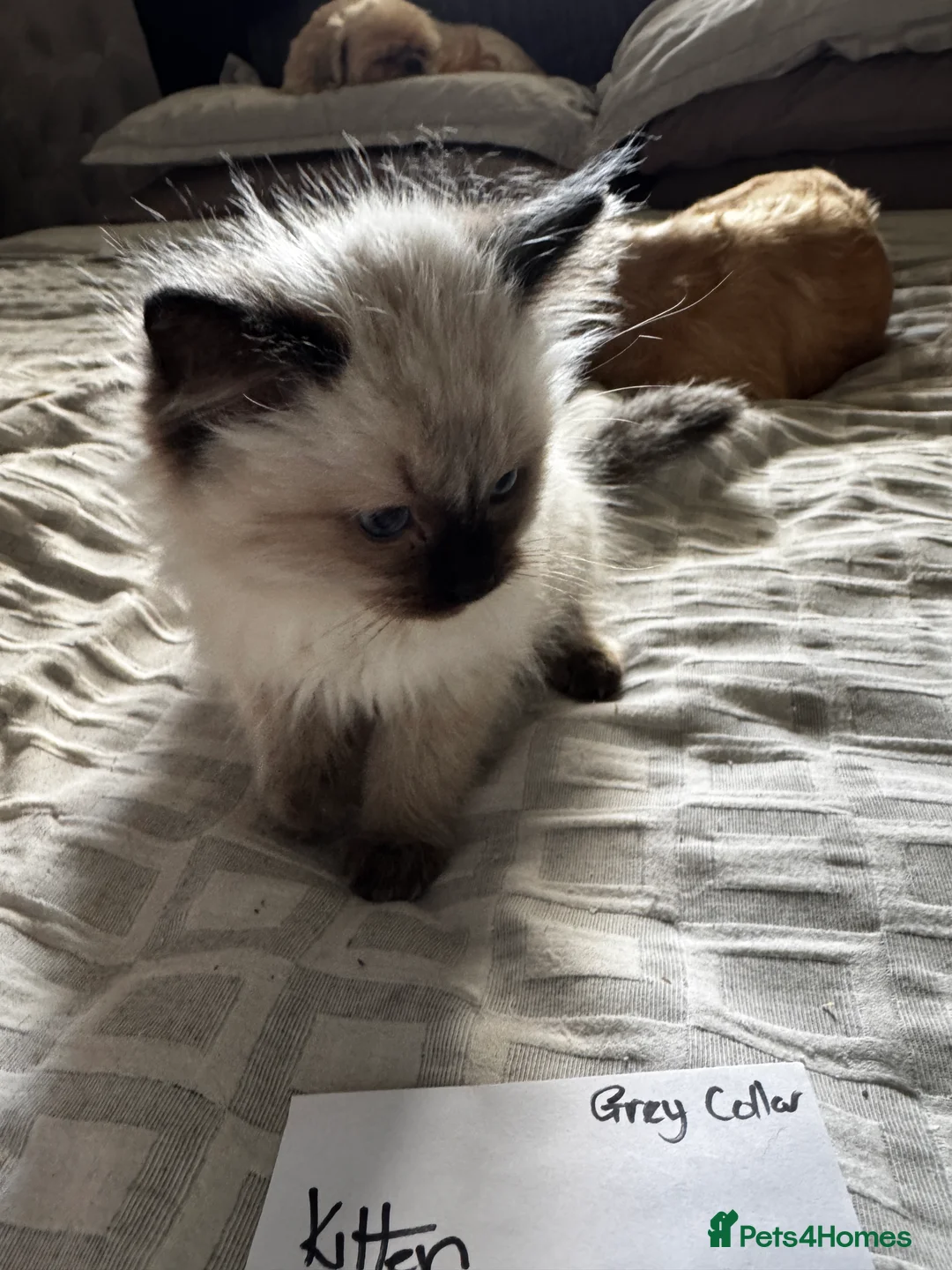 Ragdoll cats for sale: Beautiful Ragdoll kittens - Advert 19