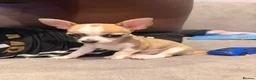Chihuahua dogs for sale: Smooth Coat Chihuahua Puppies - Advert 13