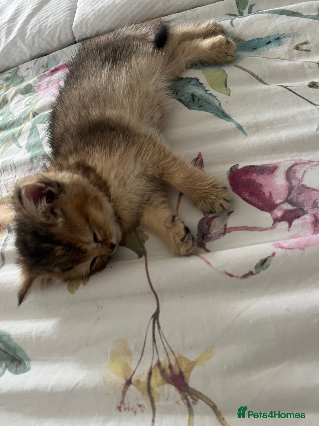 British Shorthair cats for sale: Golden British short hair - Image 5