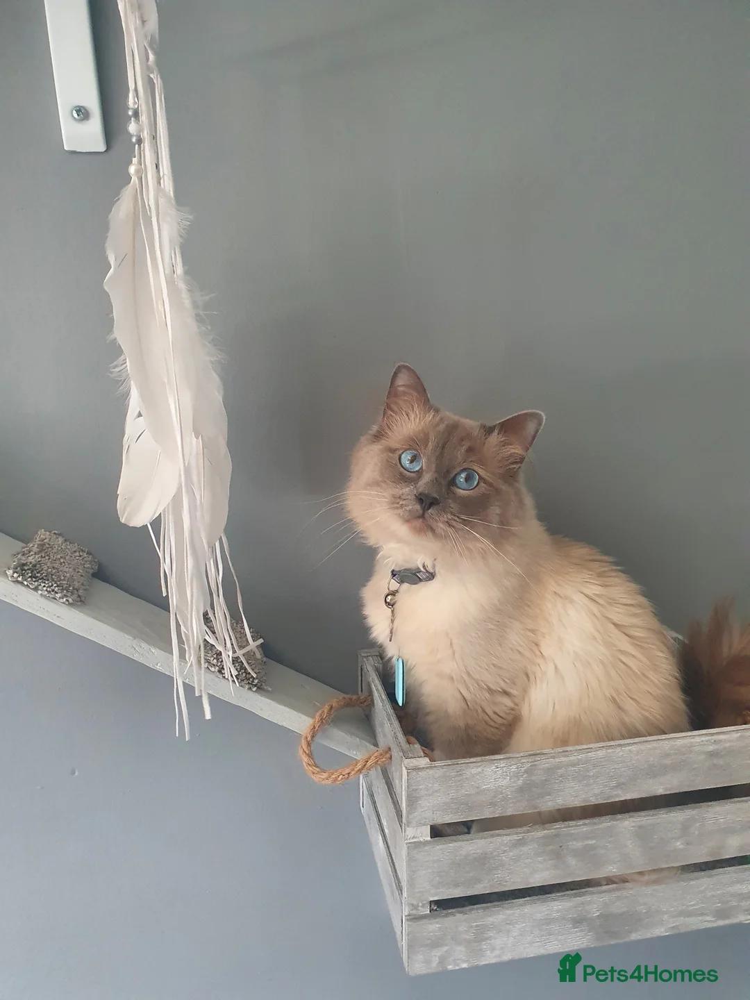 Ragdoll cats for stud: *stud*Gccf & tica entire active bluepoint ragdoll in Oldham - Advert 2