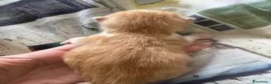 British Shorthair 3