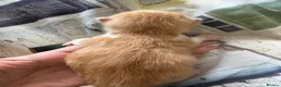 British Shorthair cats for sale:   Kittens looking for their forever homes in Coventry - Advert 18