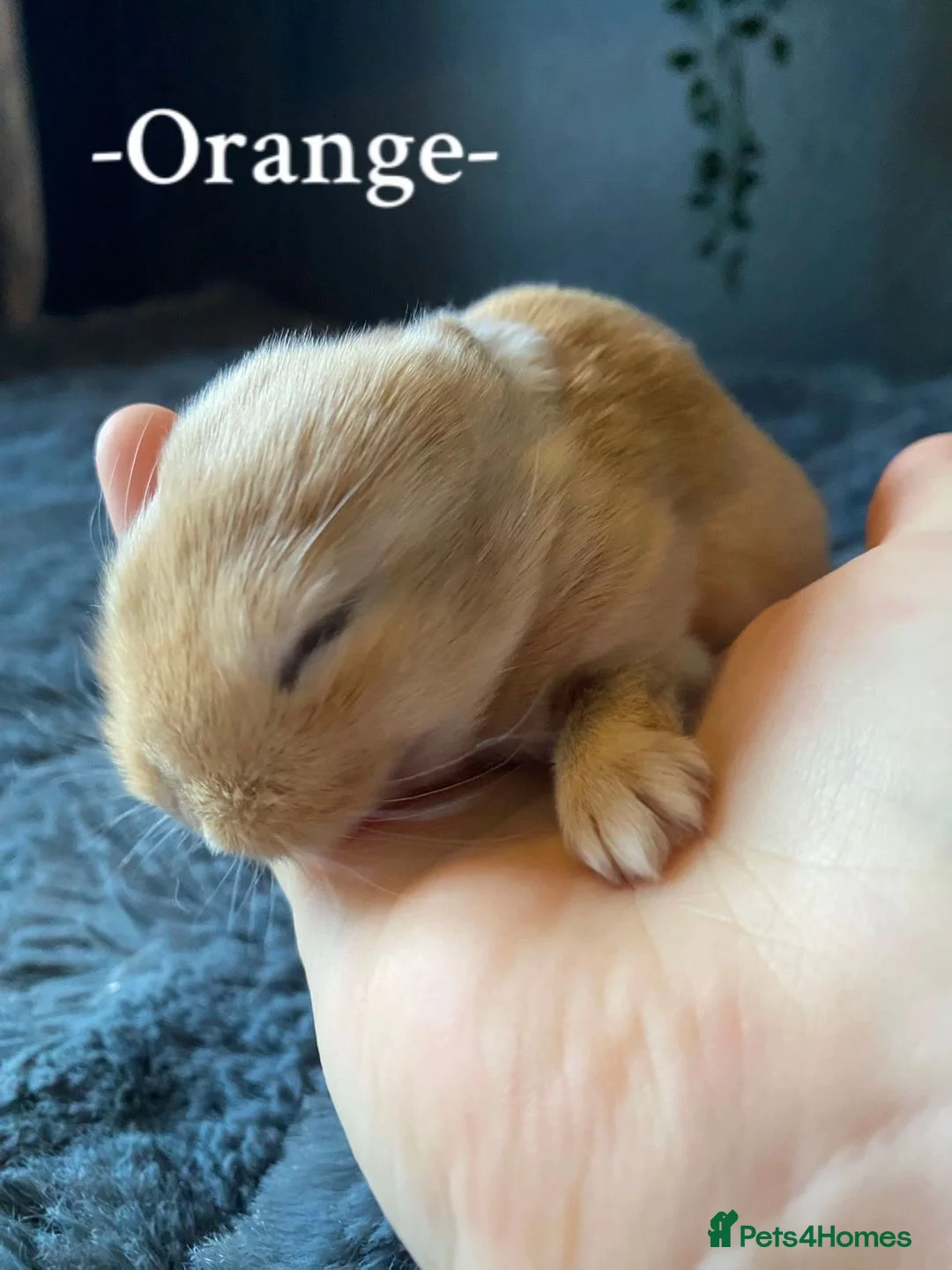 Mini Lop rabbits for sale: + Eight gorgeous mini lops for sale +  in Sleaford - Advert 8