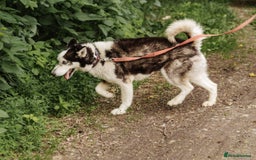 Siberian Husky dogs for adoption: 💙🐶 HASAN 🐶💙 - Image 2