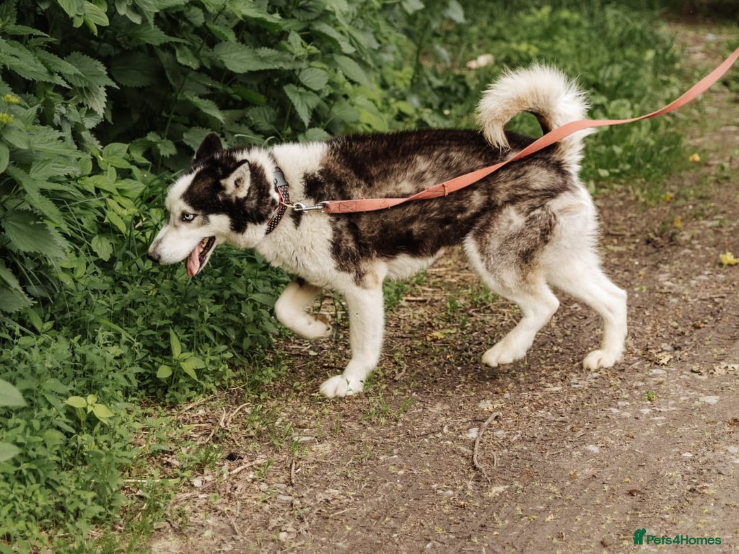 Siberian Husky dogs for adoption: 💙🐶 HASAN 🐶💙 - Image 2