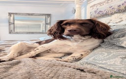 English Springer Spaniel dogs for sale: Adorable Springer Spaniel Puppies - Image 5