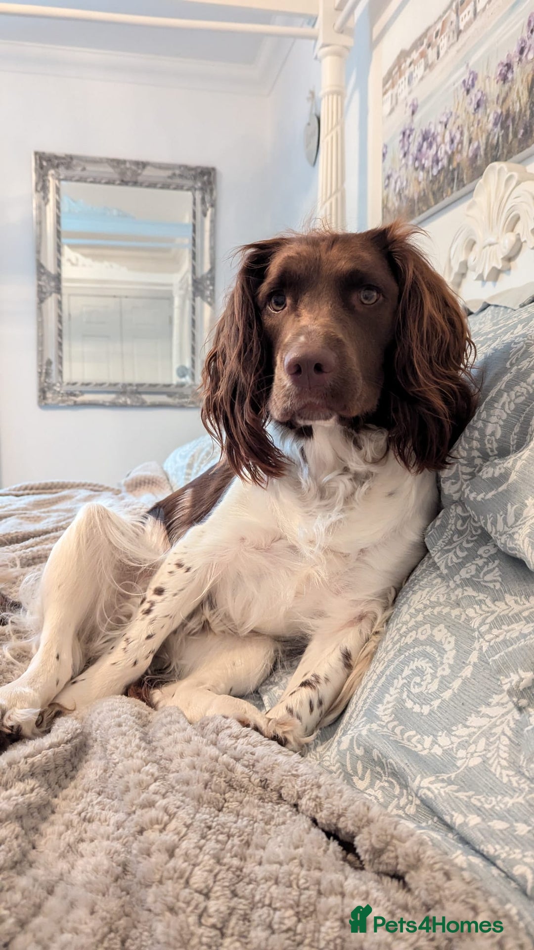 English Springer Spaniel dogs for sale: Adorable Springer Spaniel Puppies - Image 5