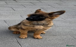 German Shepherd dogs for sale: Beautiful German Shepherd Puppies in Eyemouth - Image 3