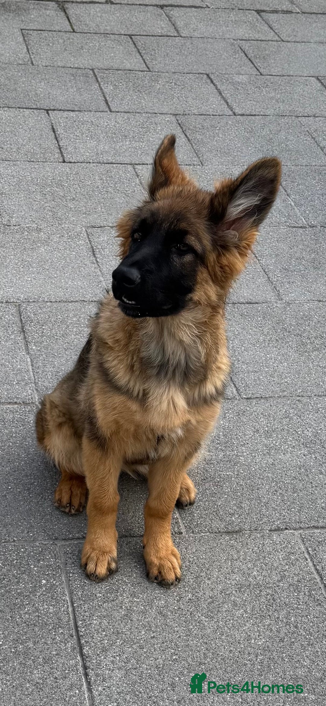 German Shepherd dogs for sale: Beautiful German Shepherd Puppies in Eyemouth - Image 3