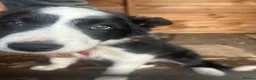 Border Collie dogs for sale: stunning old fashion collie boy - Advert 16