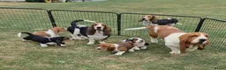 Basset Hound dogs for sale: KC BASSET HOUND PUPPIES  - Advert 16