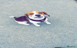 Beagle dogs for stud: Beagle for stud - Image 13