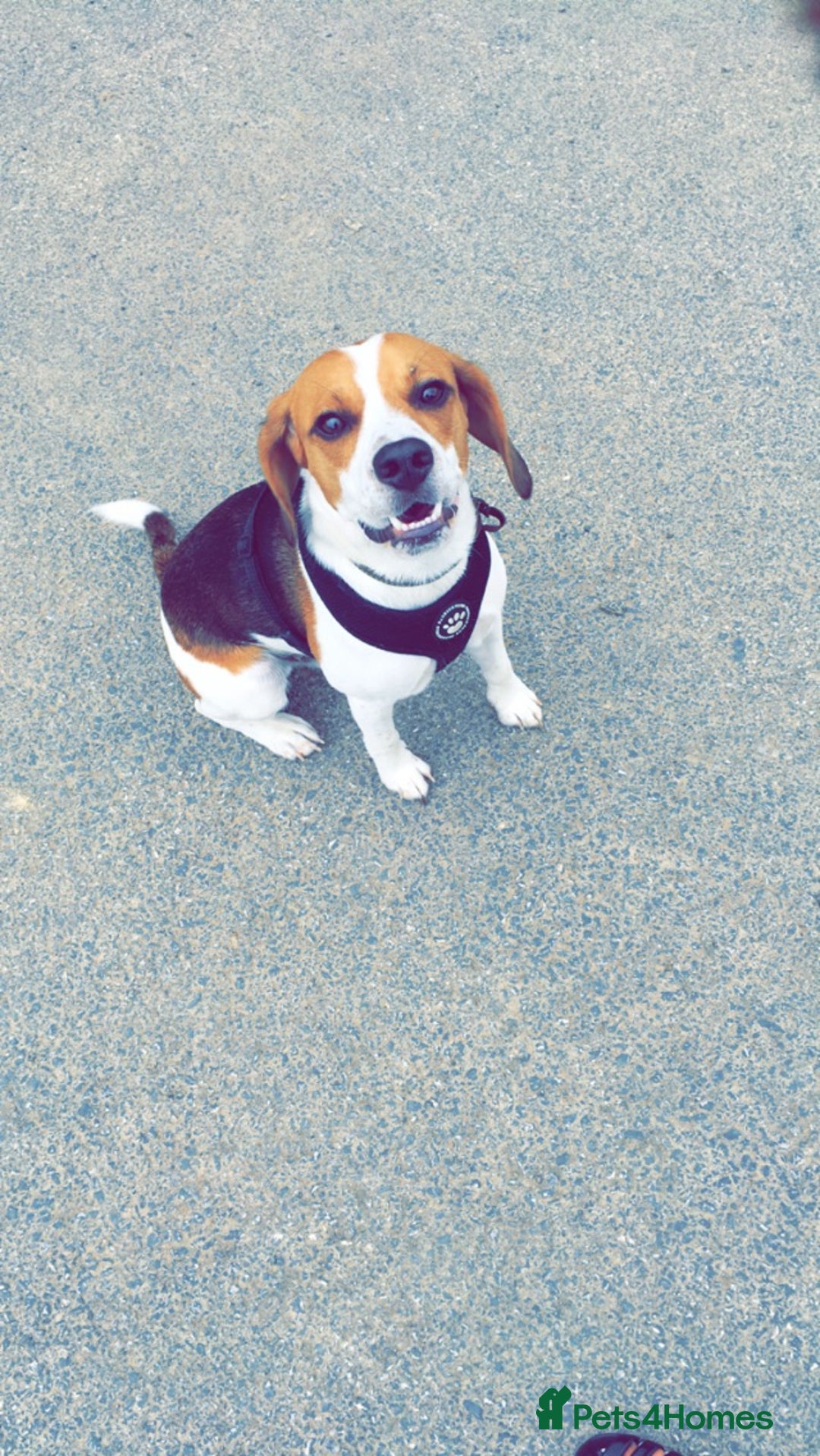Beagle dogs for stud: Beagle for stud - Image 13