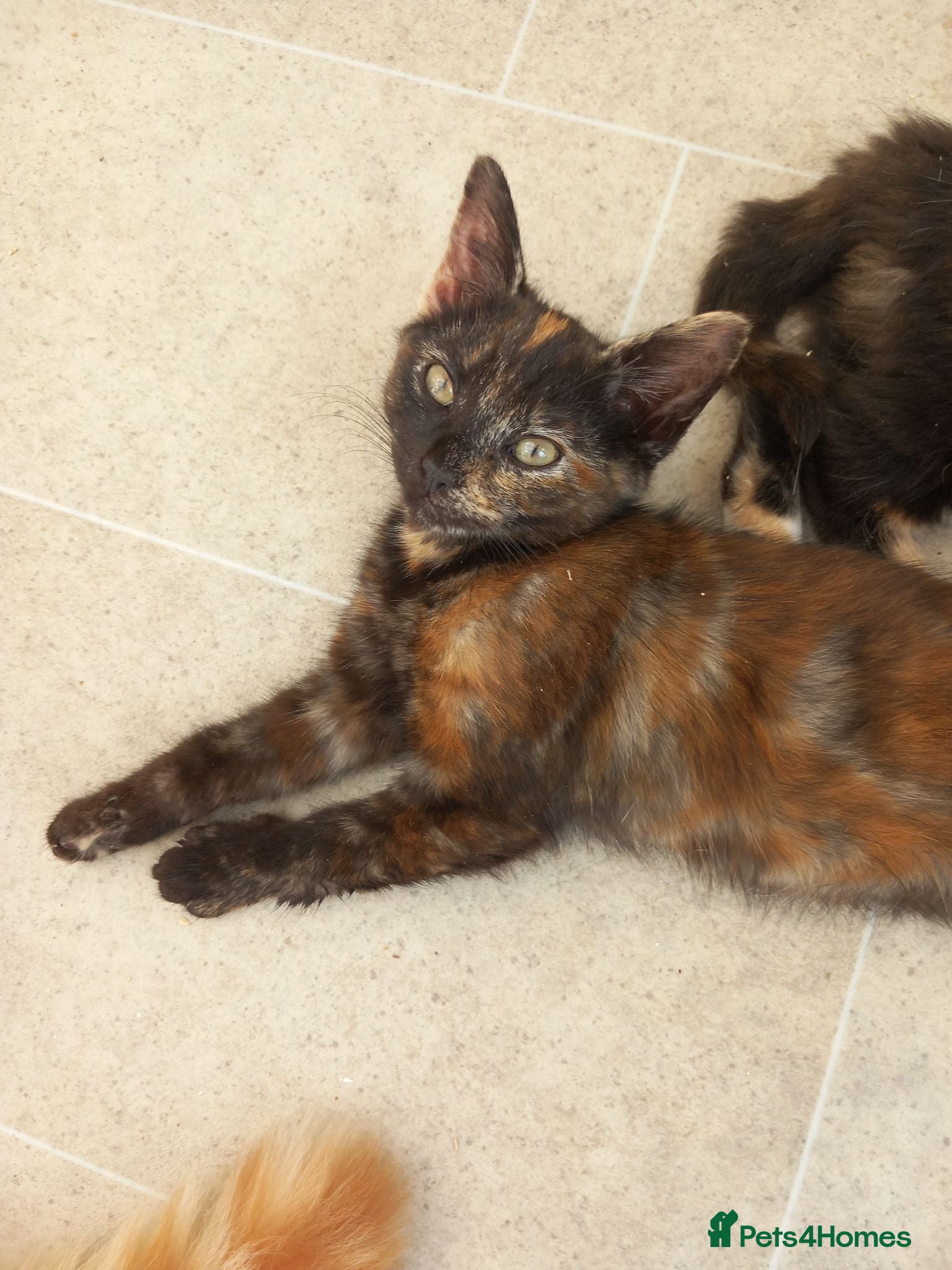 Mixed Breed cats Little tortie kitten looking for her forever home. - Advert 1