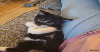 Mixed Breed cats - Advert 11