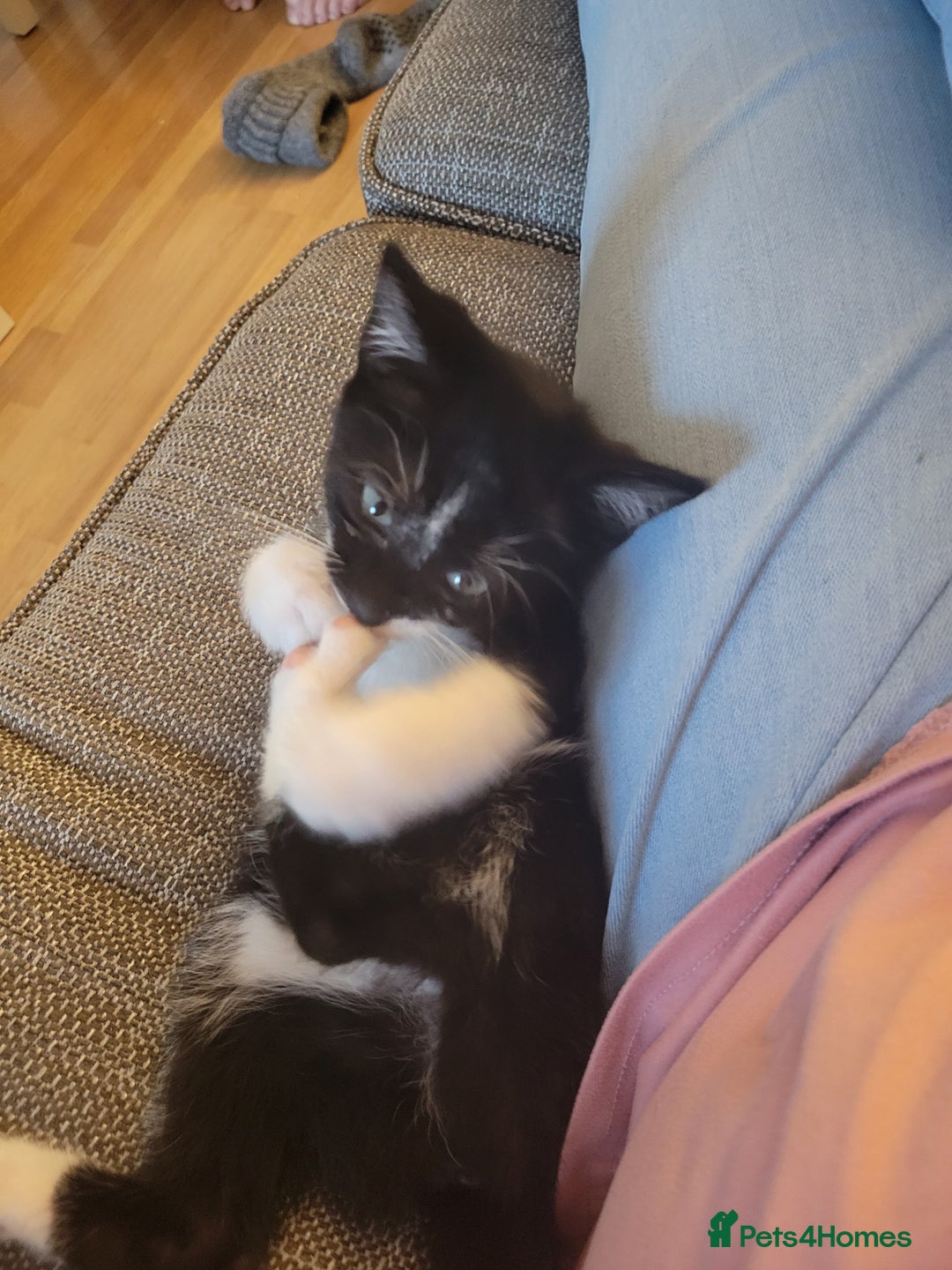 Mixed Breed cats for sale: Friendly girl - Image 3