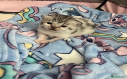 Persian cats for sale: Doll face Persian x - Image 13